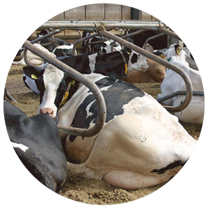 自主生產(chǎn)，成本可控